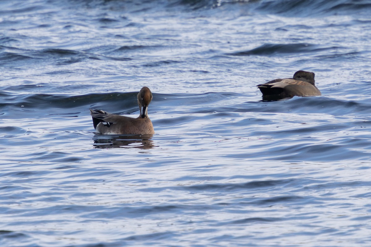 duck sp. - ML646724402