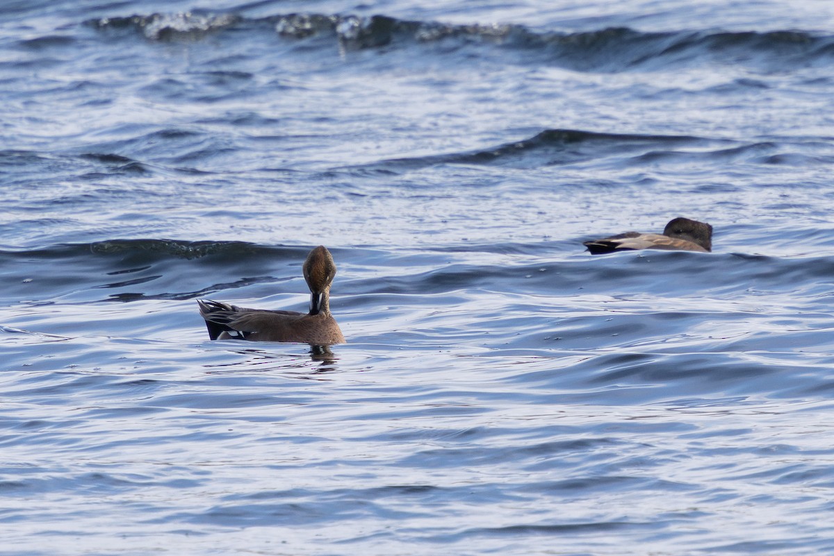 duck sp. - ML646724403