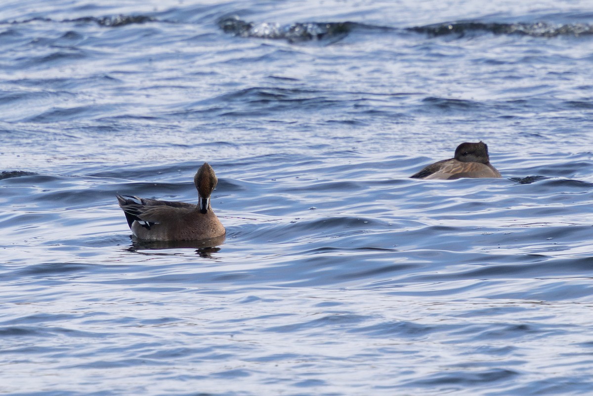 duck sp. - ML646724404