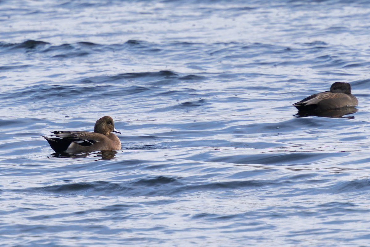 duck sp. - ML646724405