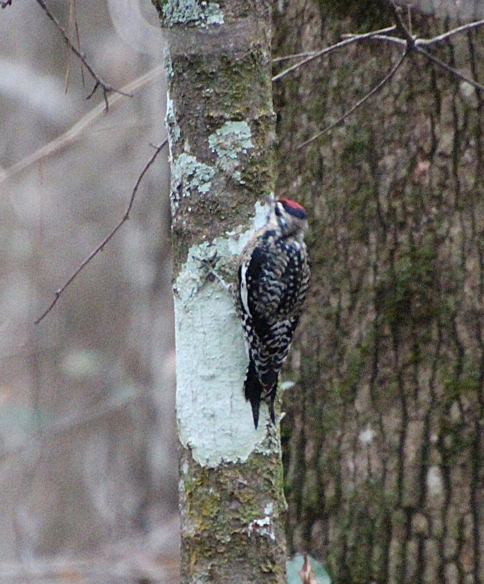 Chupasavia Norteño - ML646724407