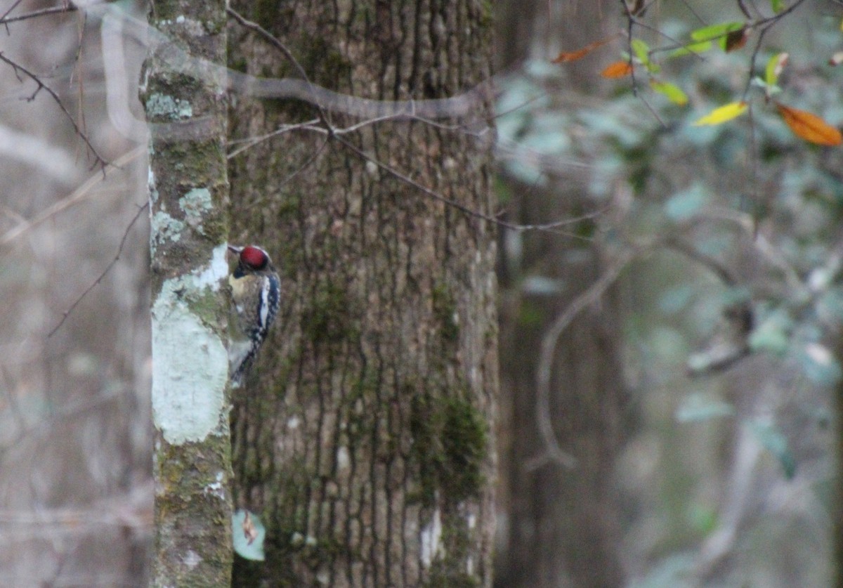 Chupasavia Norteño - ML646724408