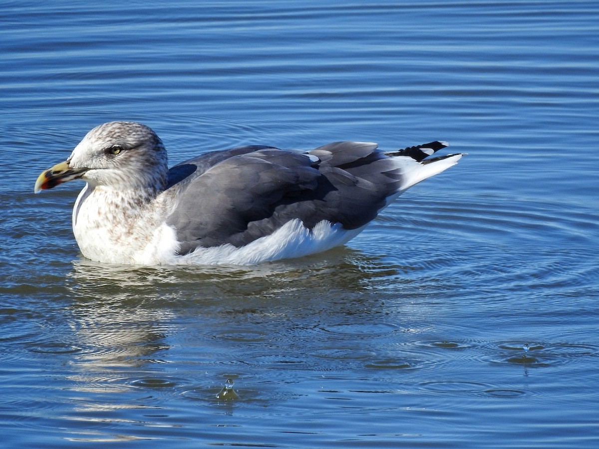 racek žlutonohý - ML646724411