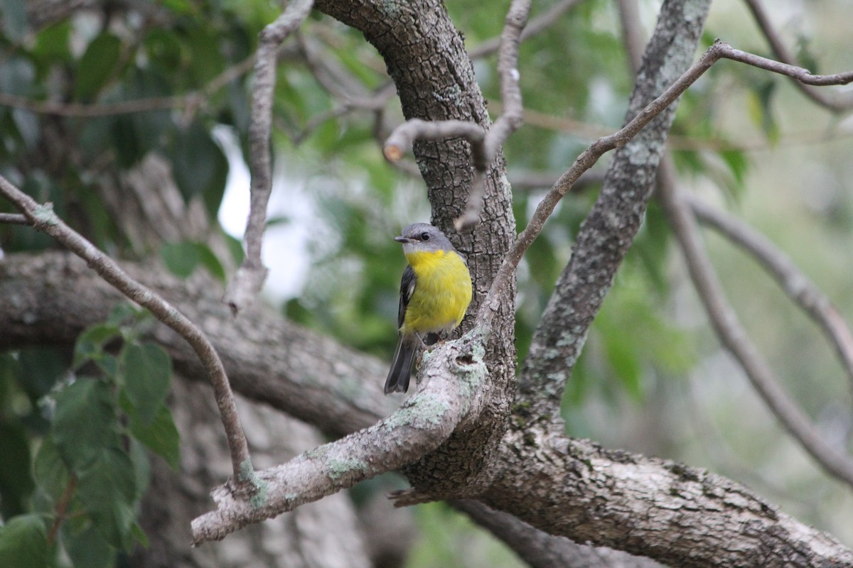 Doğulu Sarı Bülbül - ML646724413