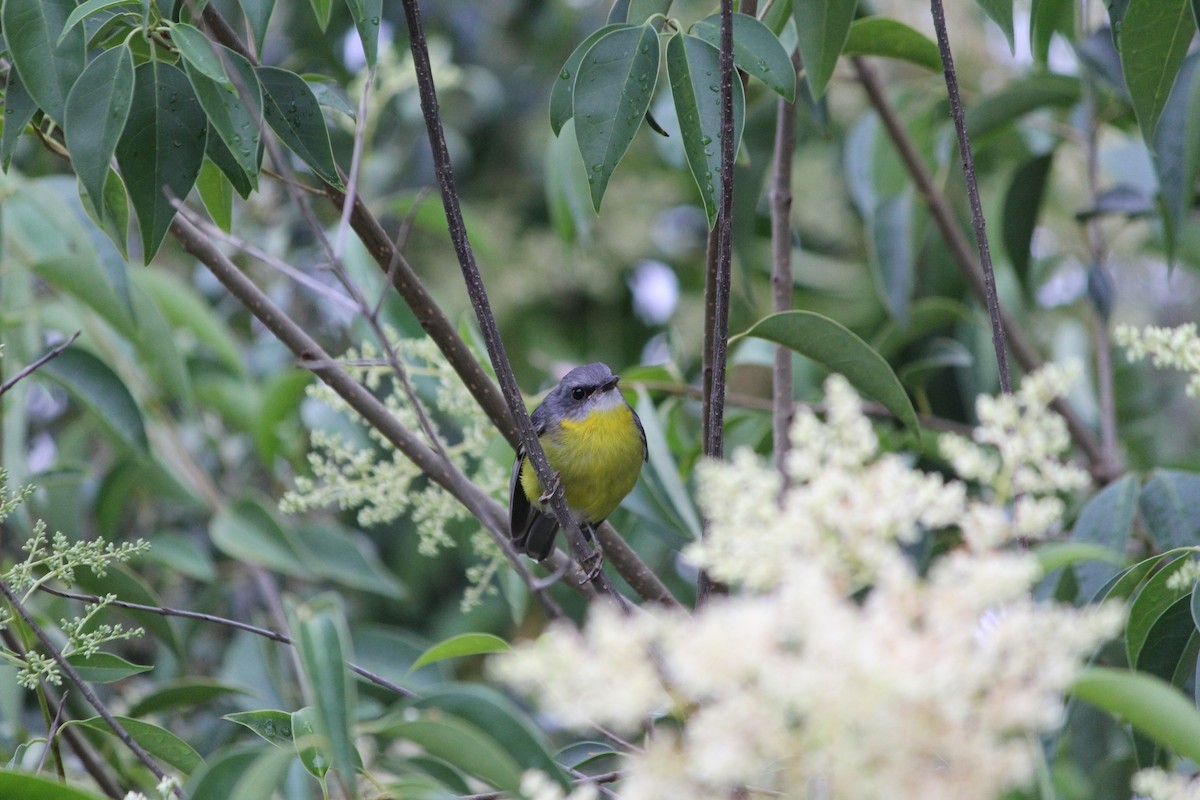 Doğulu Sarı Bülbül - ML646724414