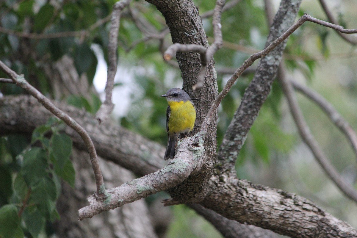 Doğulu Sarı Bülbül - ML646724415