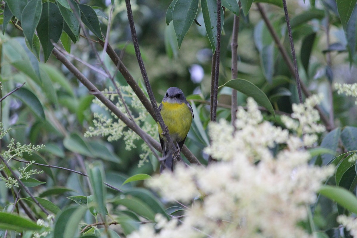 Doğulu Sarı Bülbül - ML646724416