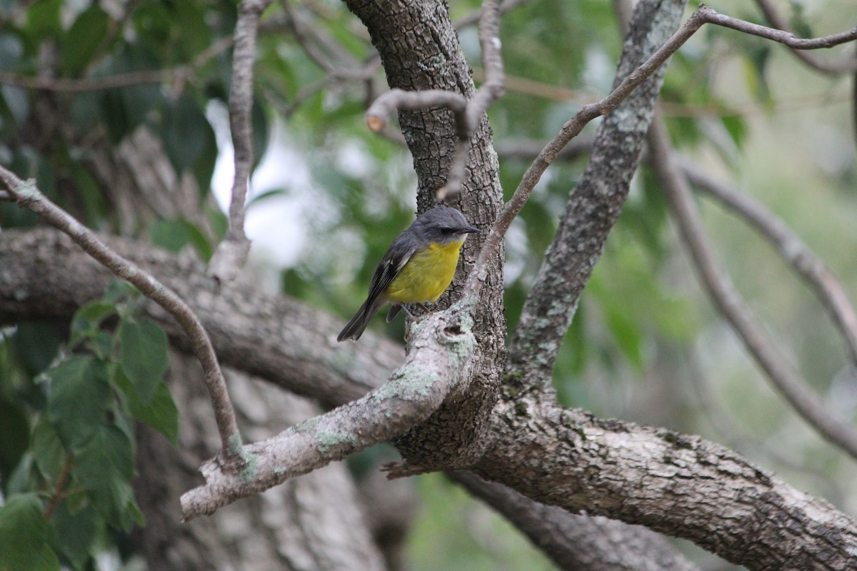 Doğulu Sarı Bülbül - ML646724417