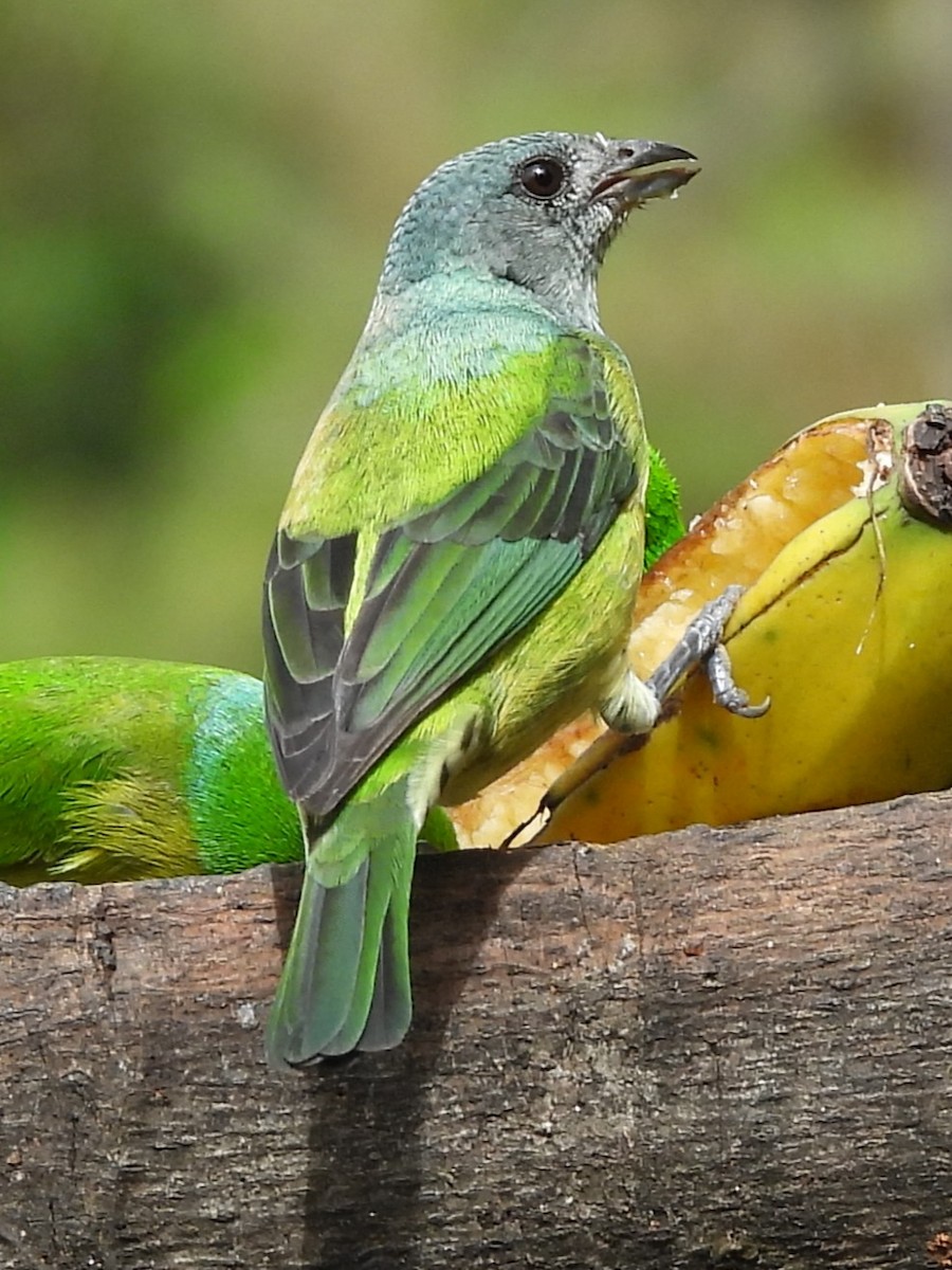 Kara Takkeli Tangara - ML646724419