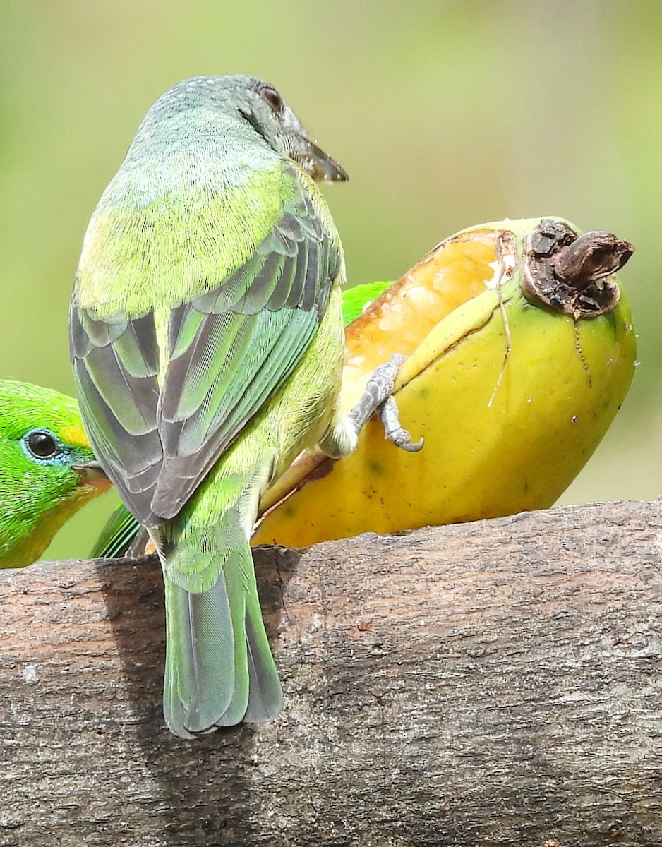 Kara Takkeli Tangara - ML646724420