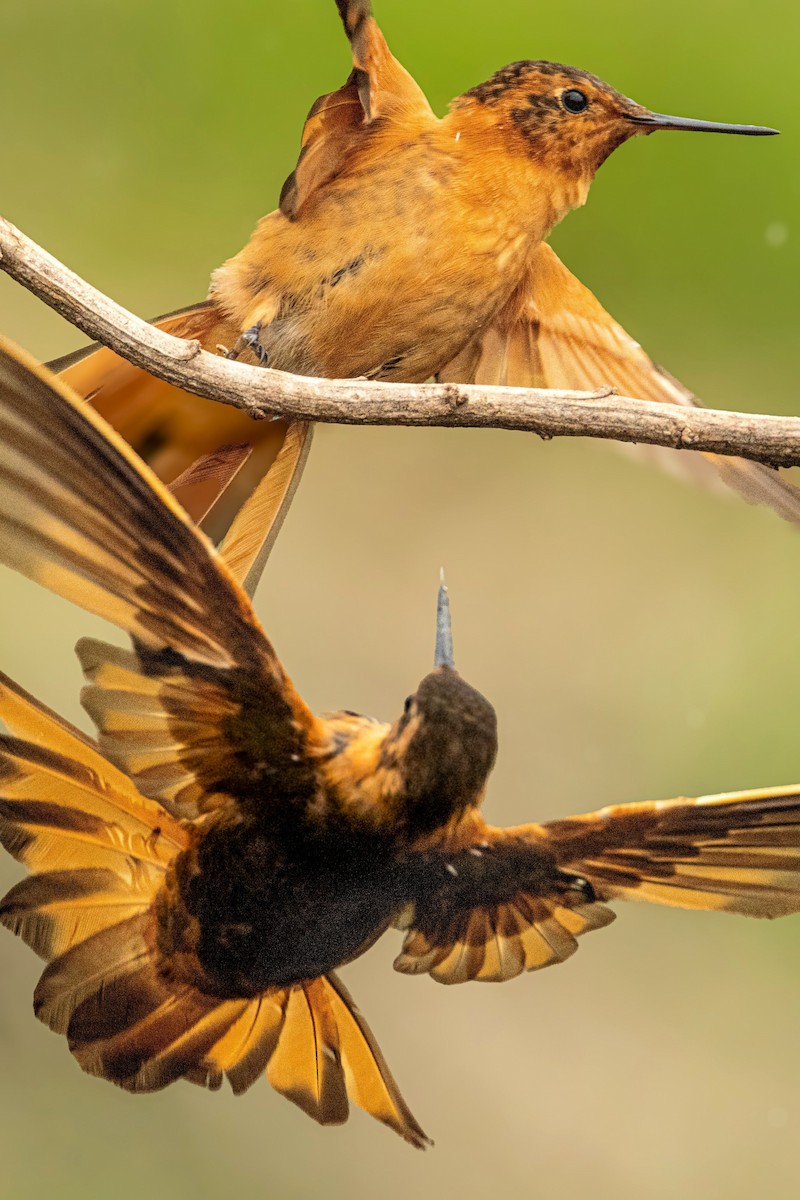 Kızıl Günışığı - ML646724421