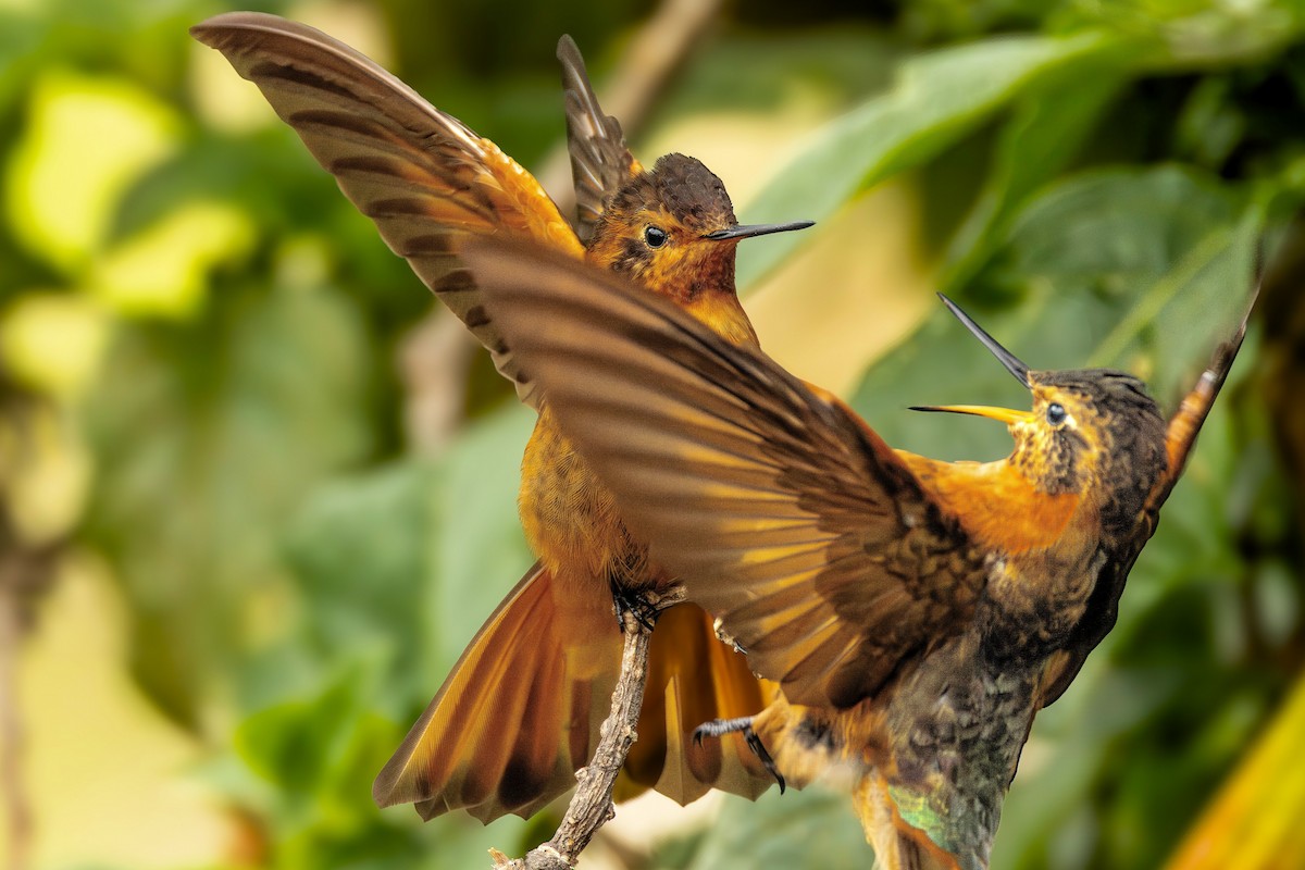 Kızıl Günışığı - ML646724422