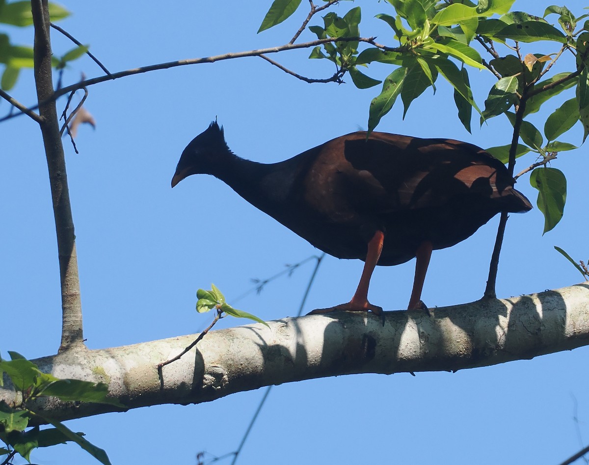 Reinwardt Megapodu - ML646724423