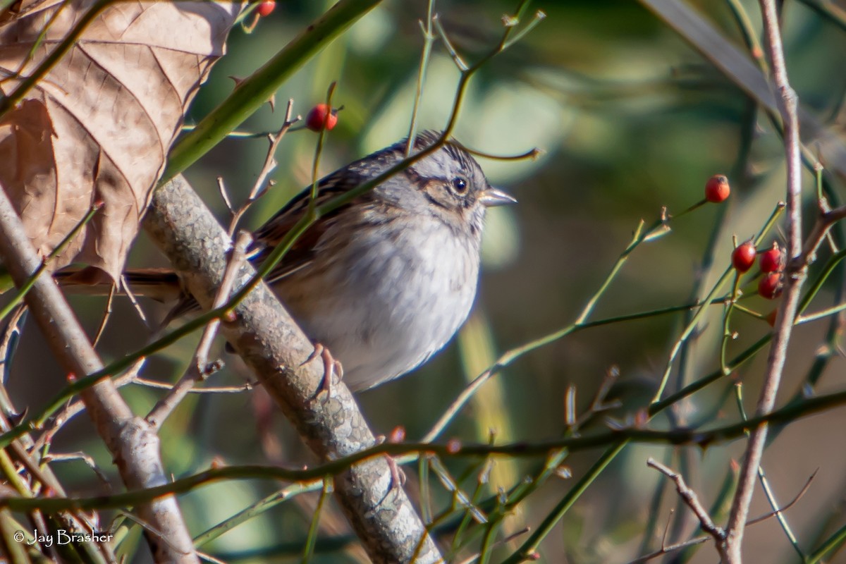 Bruant des marais - ML646724424