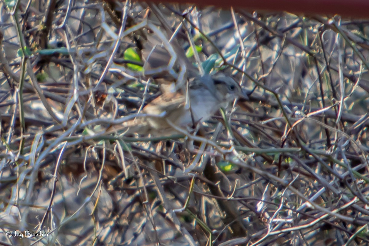 Bruant des marais - ML646724425