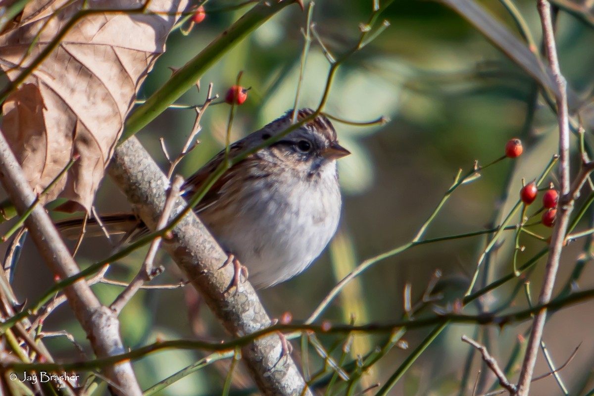 Bataklık Serçesi - ML646724426