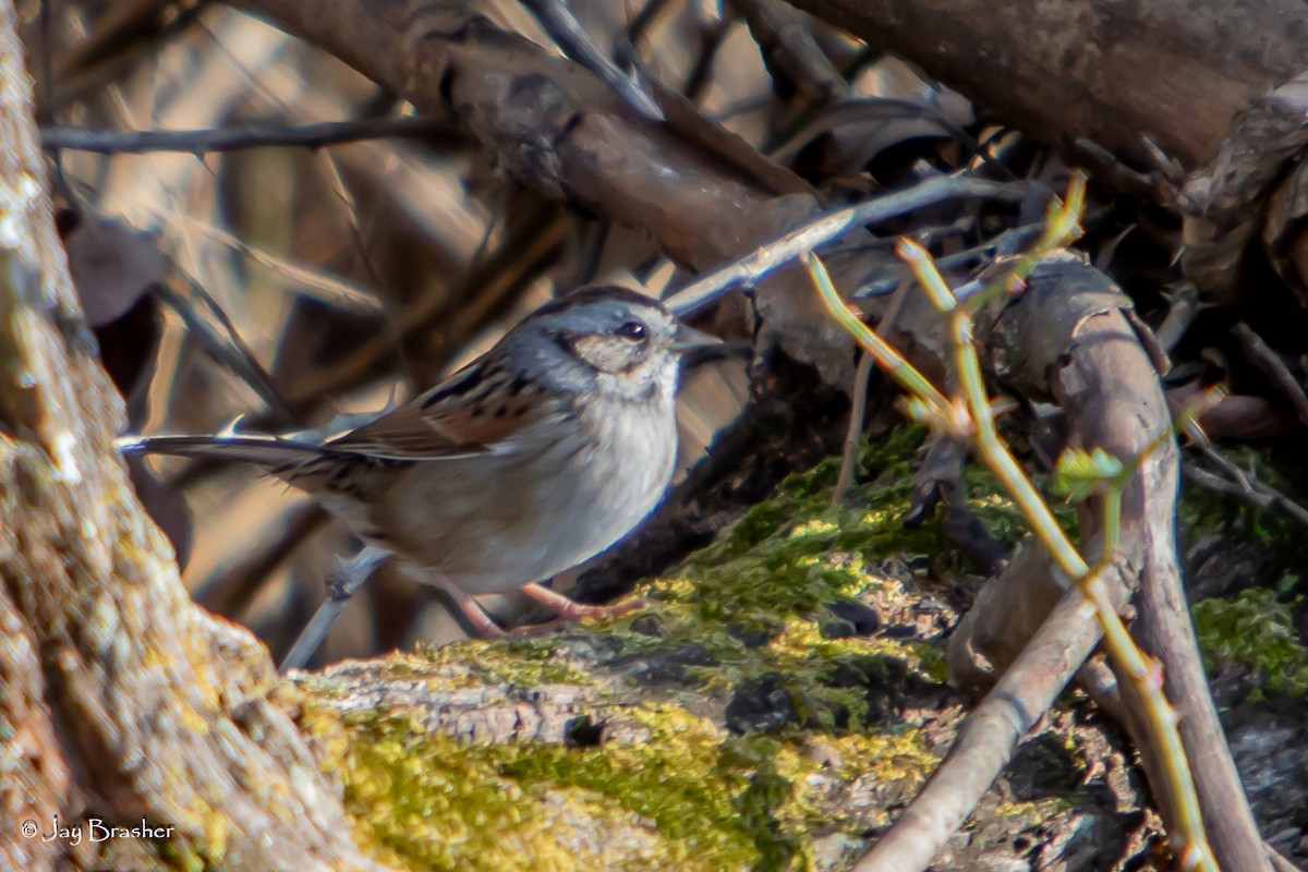 Bruant des marais - ML646724427