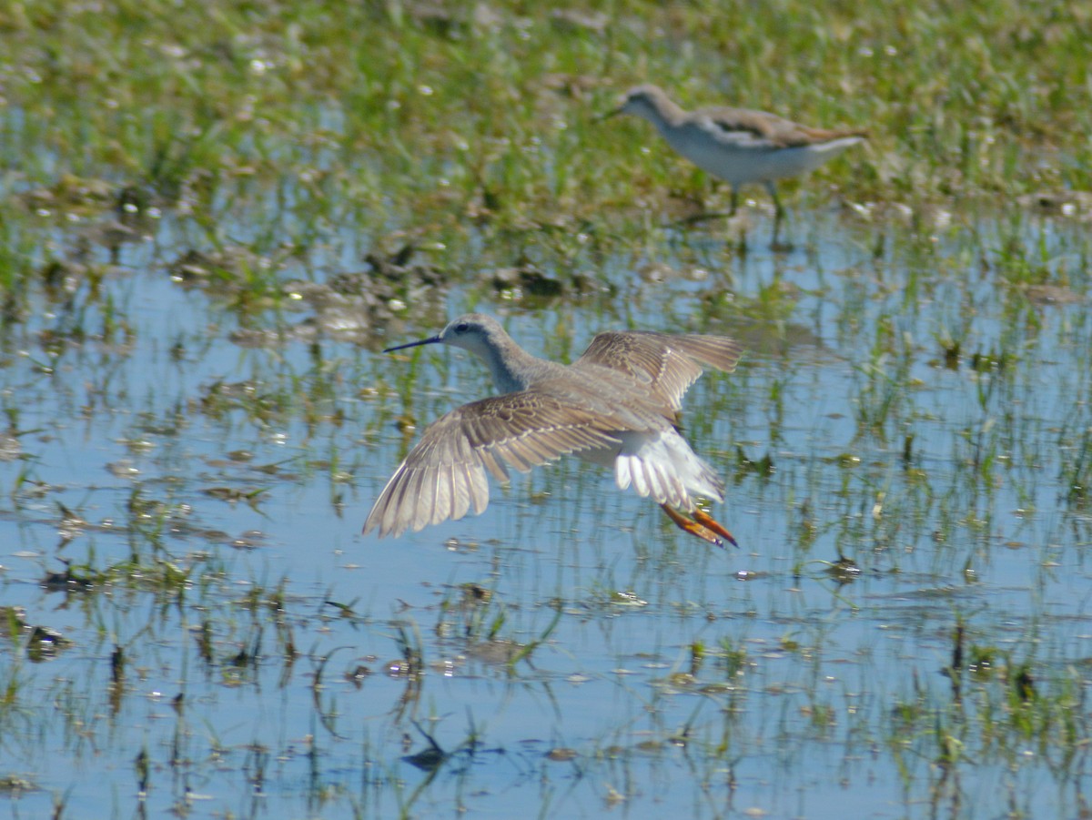 Büyük Denizdüdükçünü - ML646724428