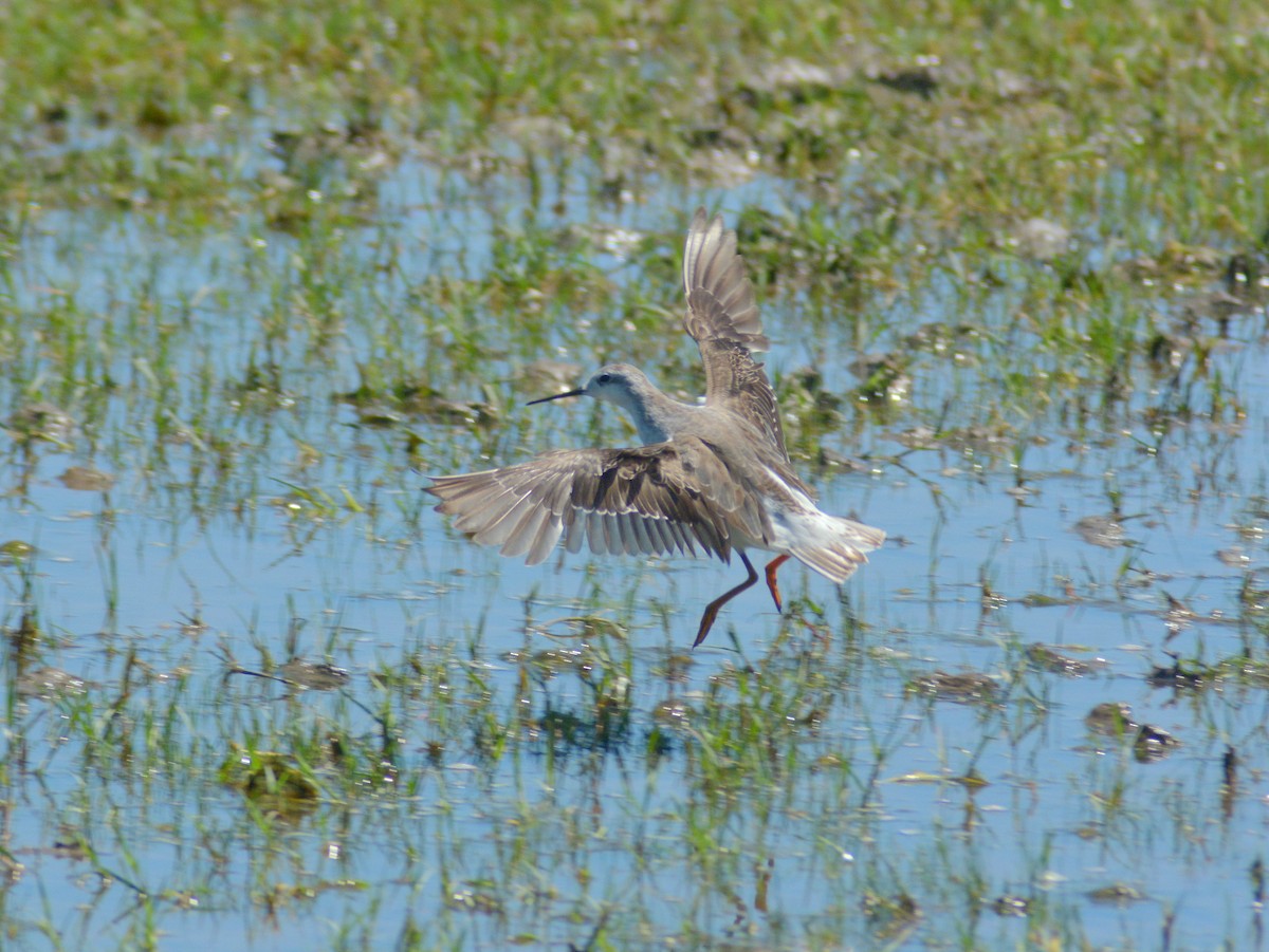 Büyük Denizdüdükçünü - ML646724429