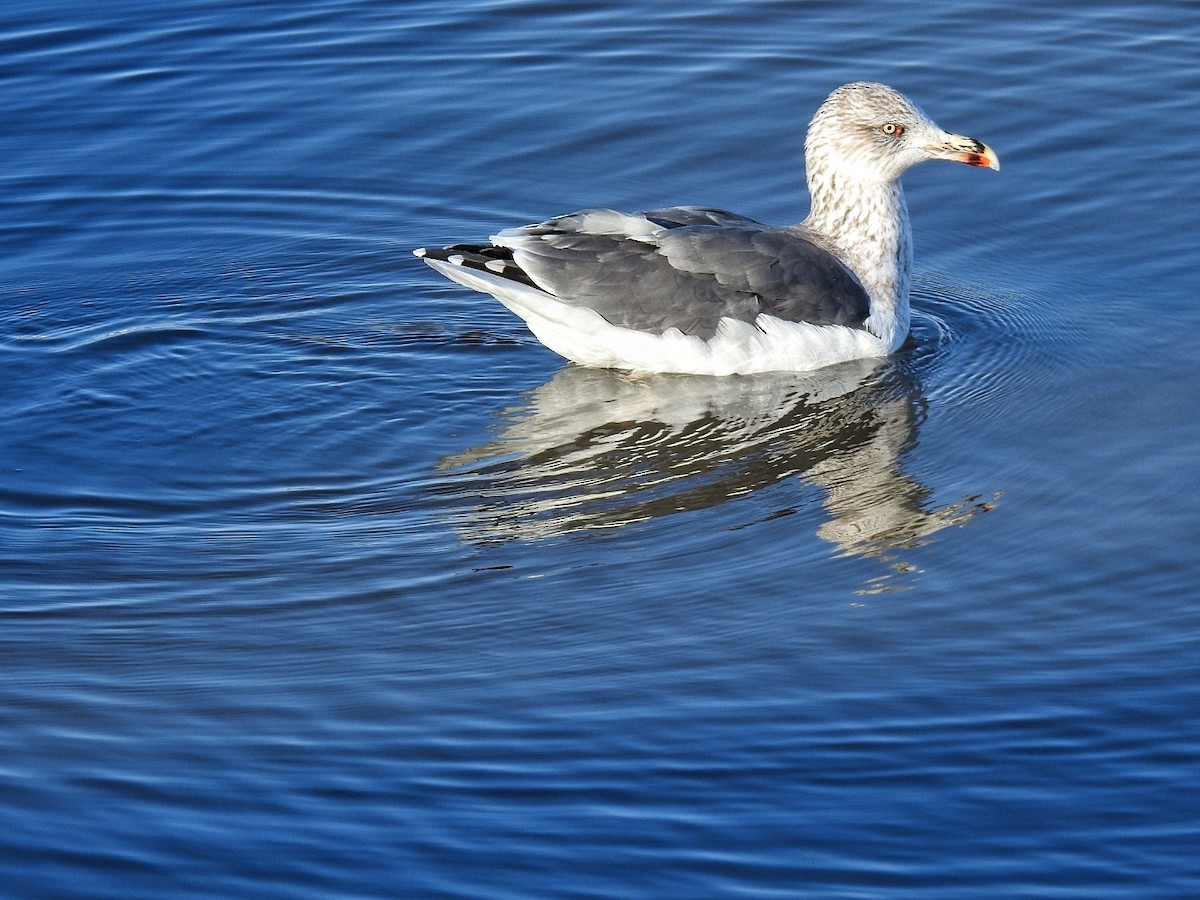 Kara Sırtlı Martı - ML646724430