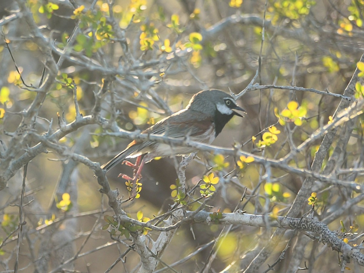 Kızıl Omuzlu Vanga - ML646724431