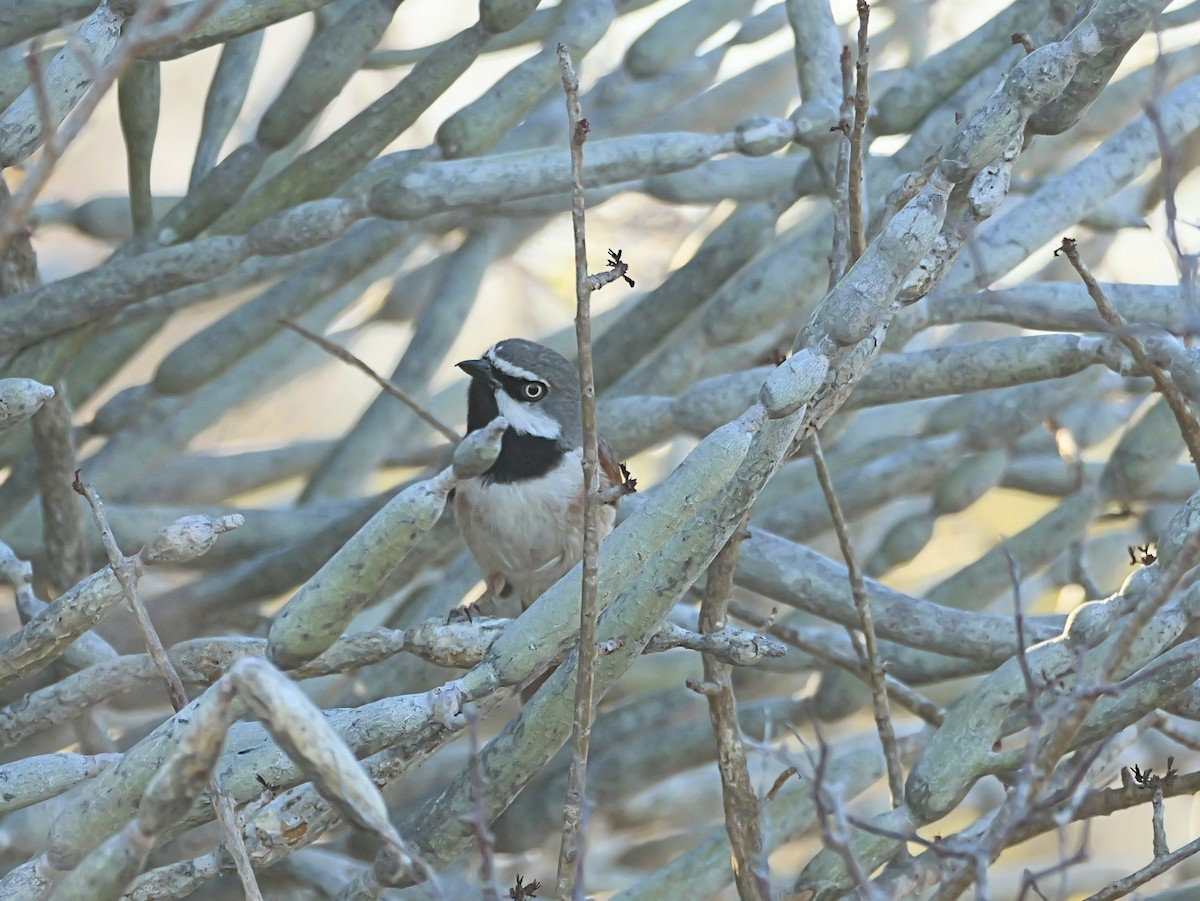 Kızıl Omuzlu Vanga - ML646724432