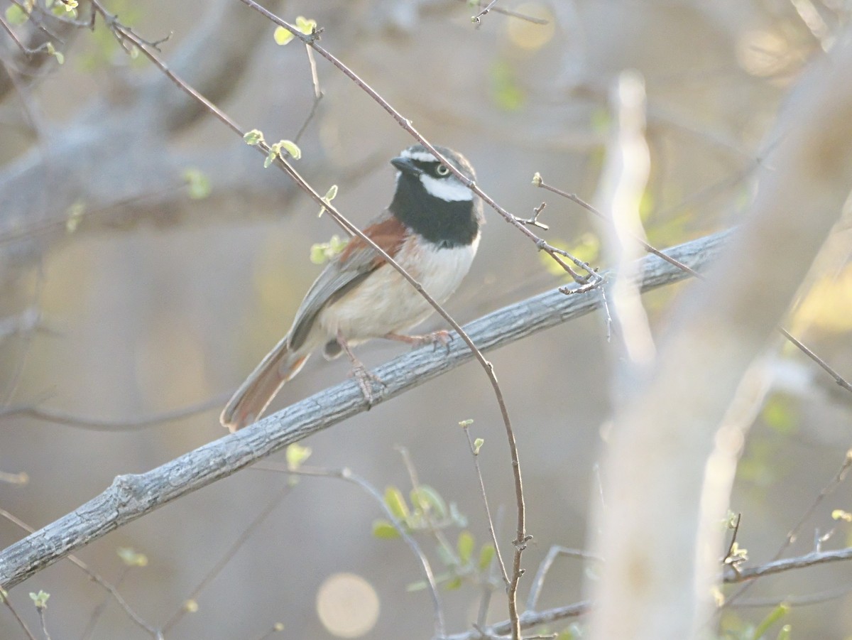 Kızıl Omuzlu Vanga - ML646724433