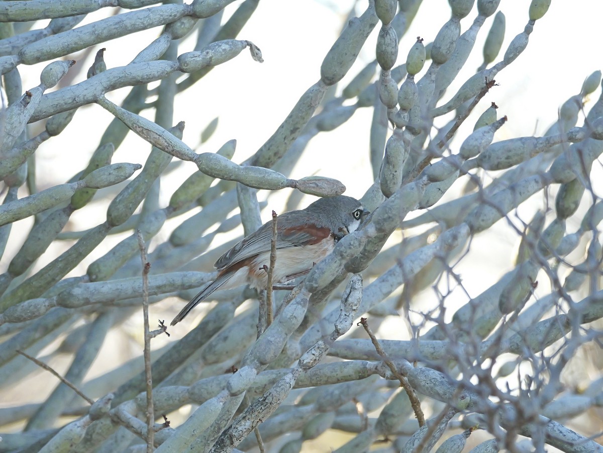 Kızıl Omuzlu Vanga - ML646724434