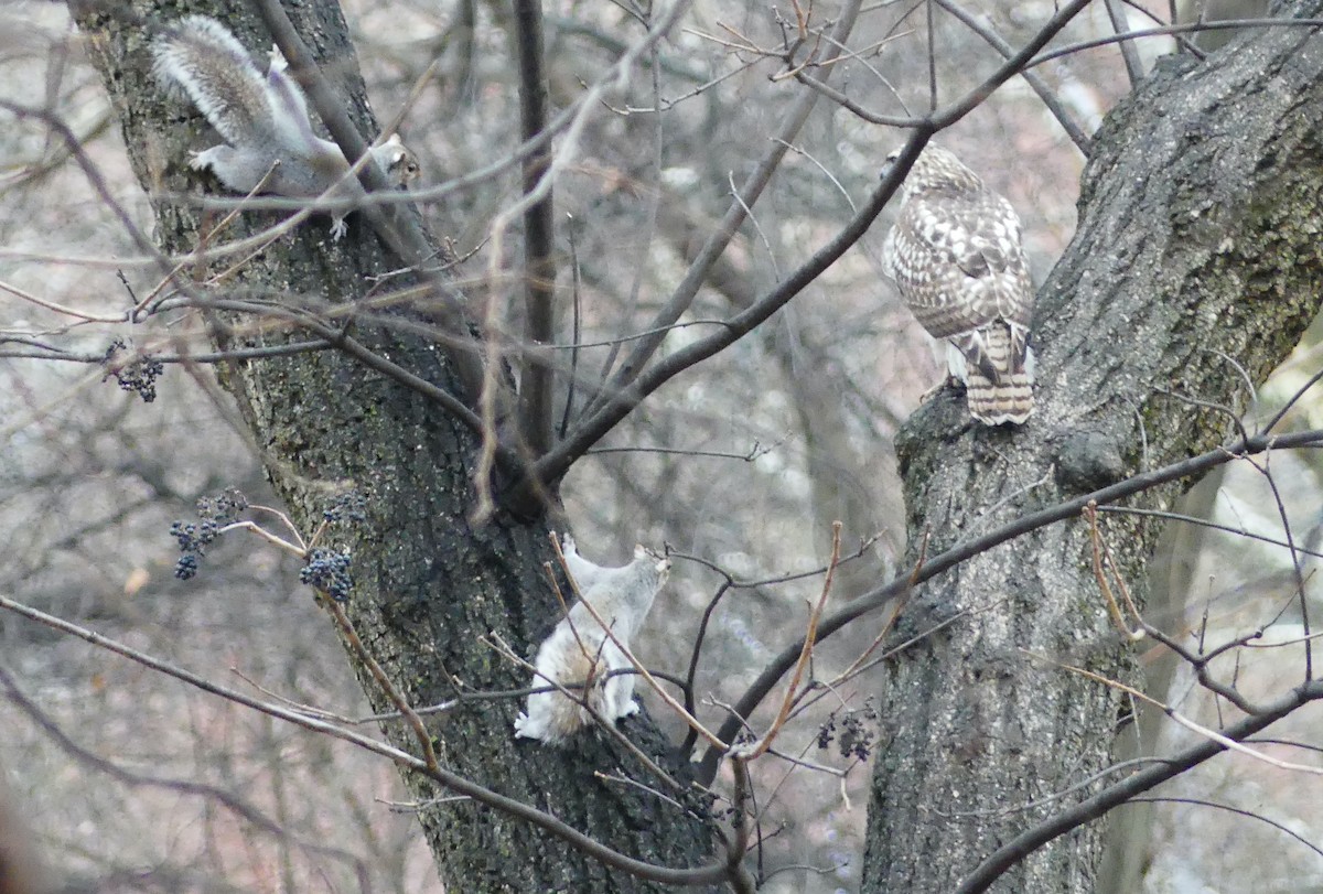 Kızıl Kuyruklu Şahin - ML646724435