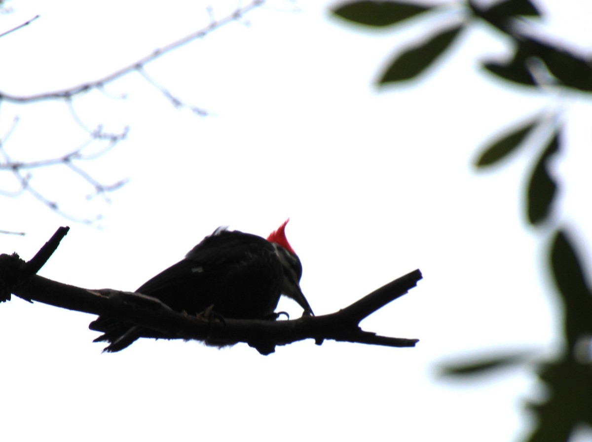 Kuzey Amerika Kara Ağaçkakanı - ML646724436