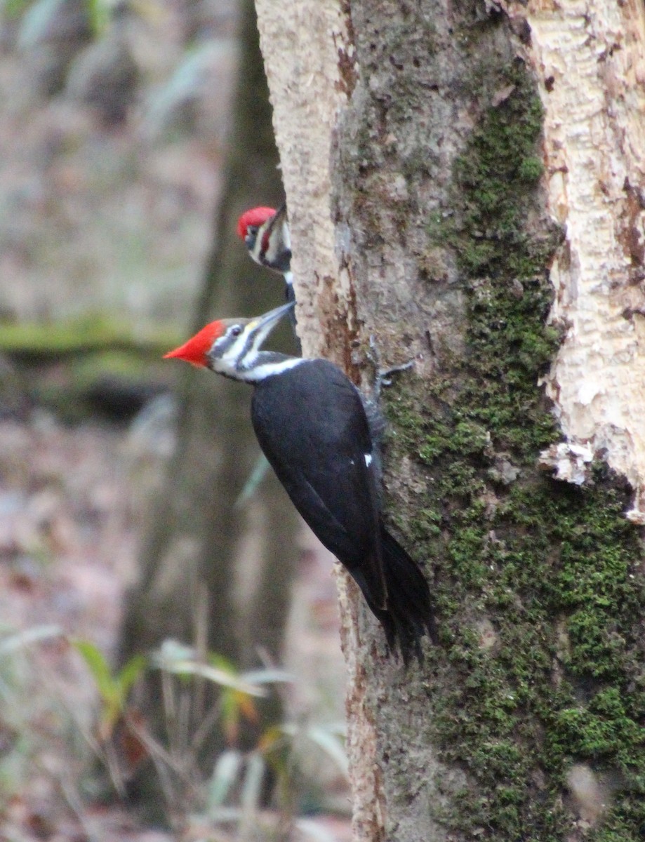 Kuzey Amerika Kara Ağaçkakanı - ML646724437