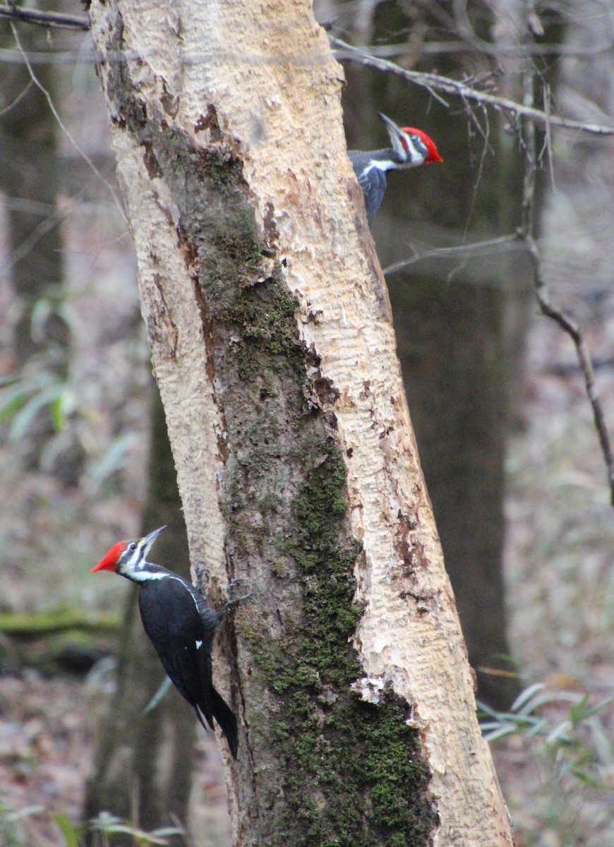 Kuzey Amerika Kara Ağaçkakanı - ML646724438