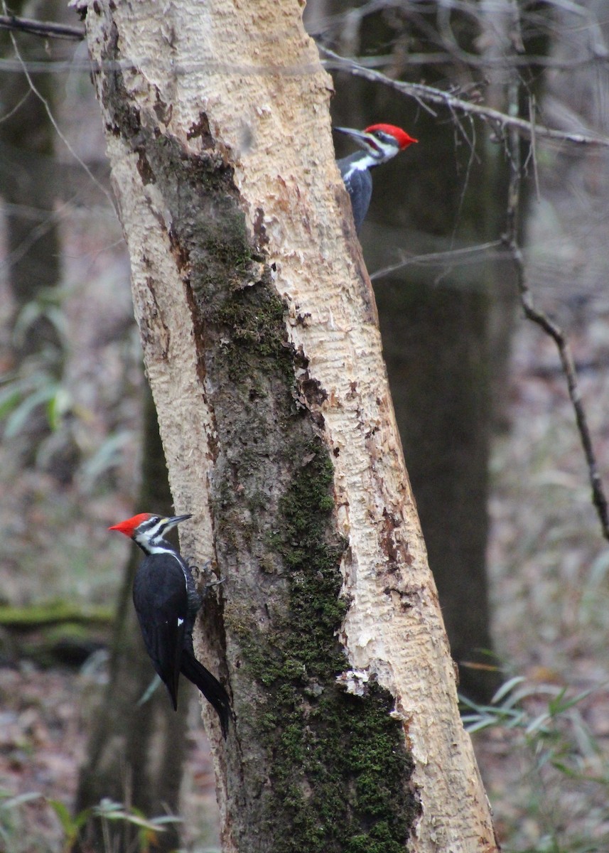 Kuzey Amerika Kara Ağaçkakanı - ML646724439