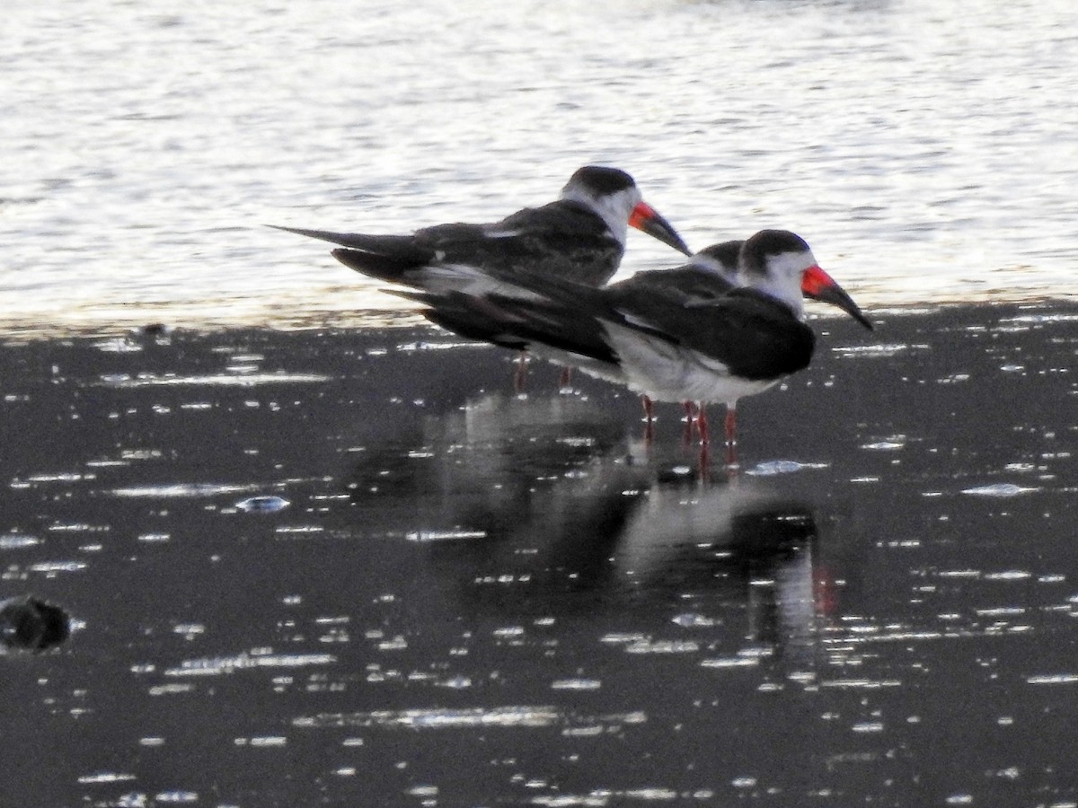 Kara Makasgaga - ML646724440