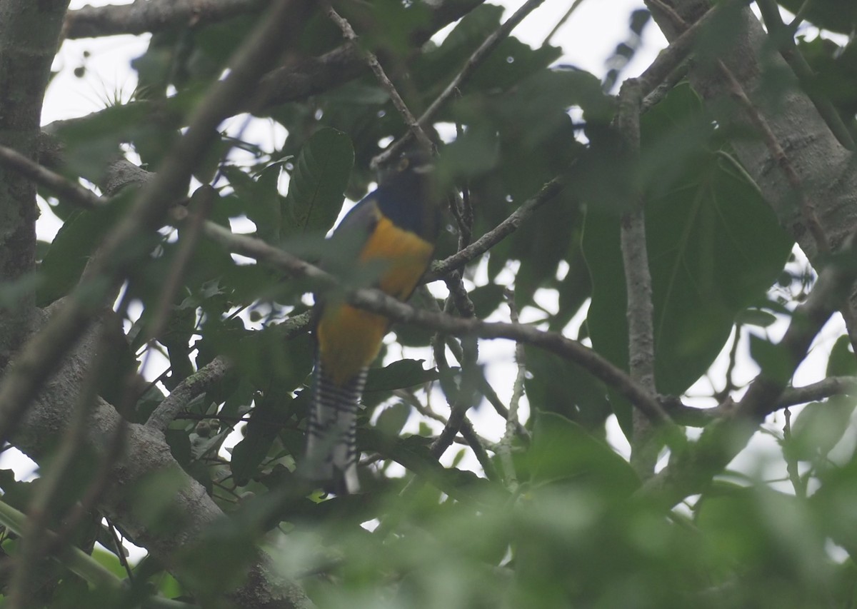 Mor Trogon - ML646724441