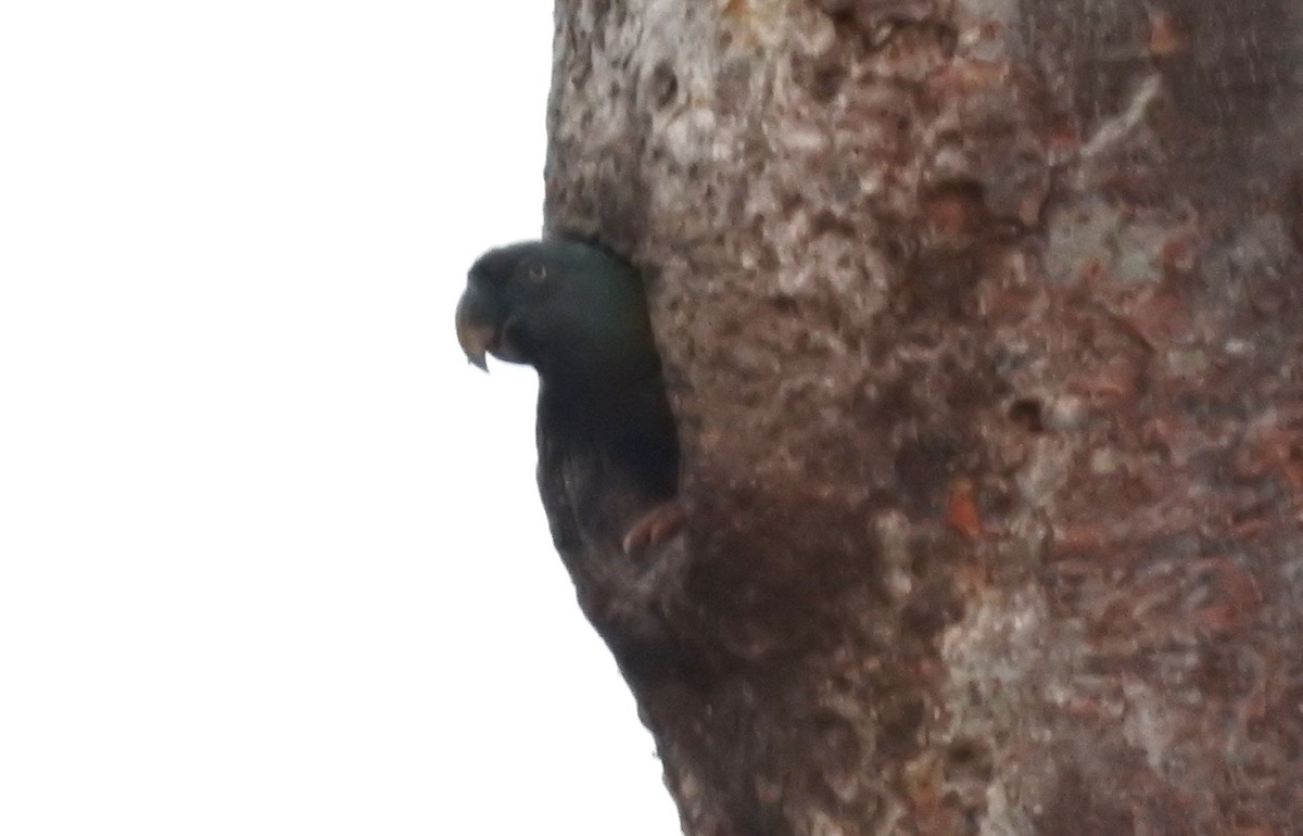 Mavi Başlı Ara - ML646724447