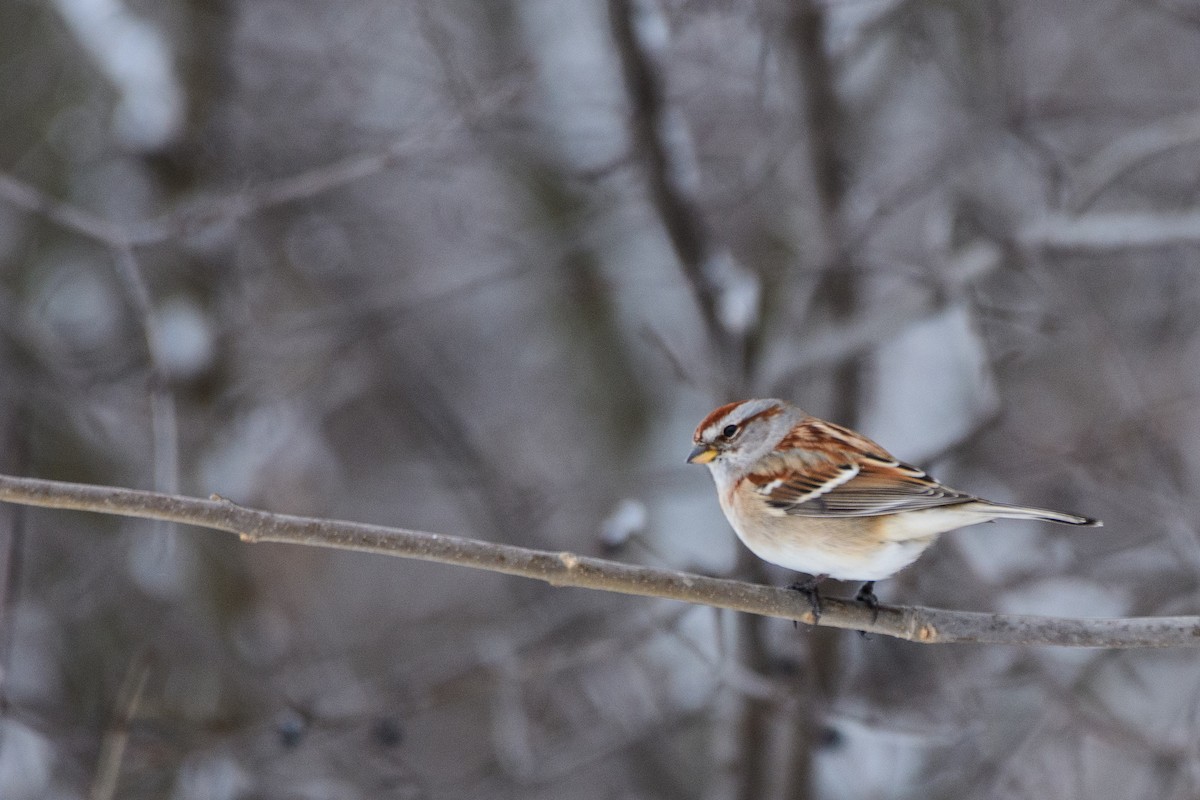 Hudson Körfezi Serçesi - ML646724456