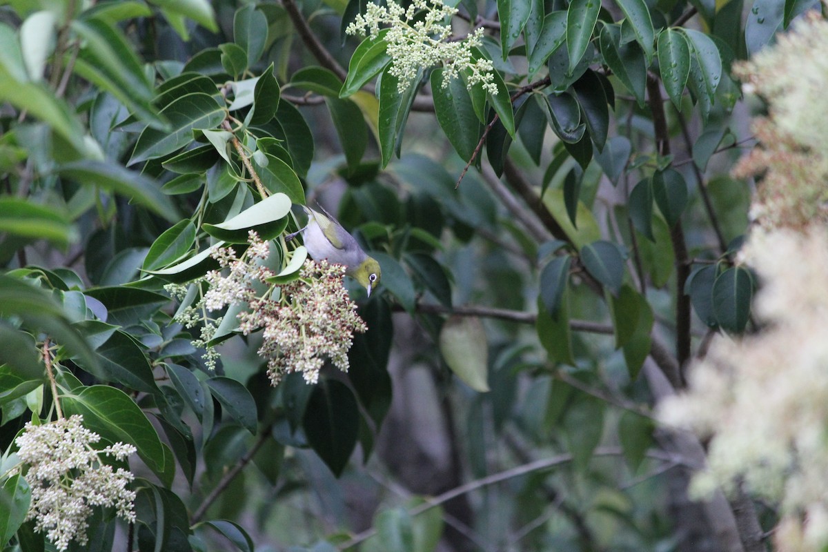 Silvereye - ML646724458