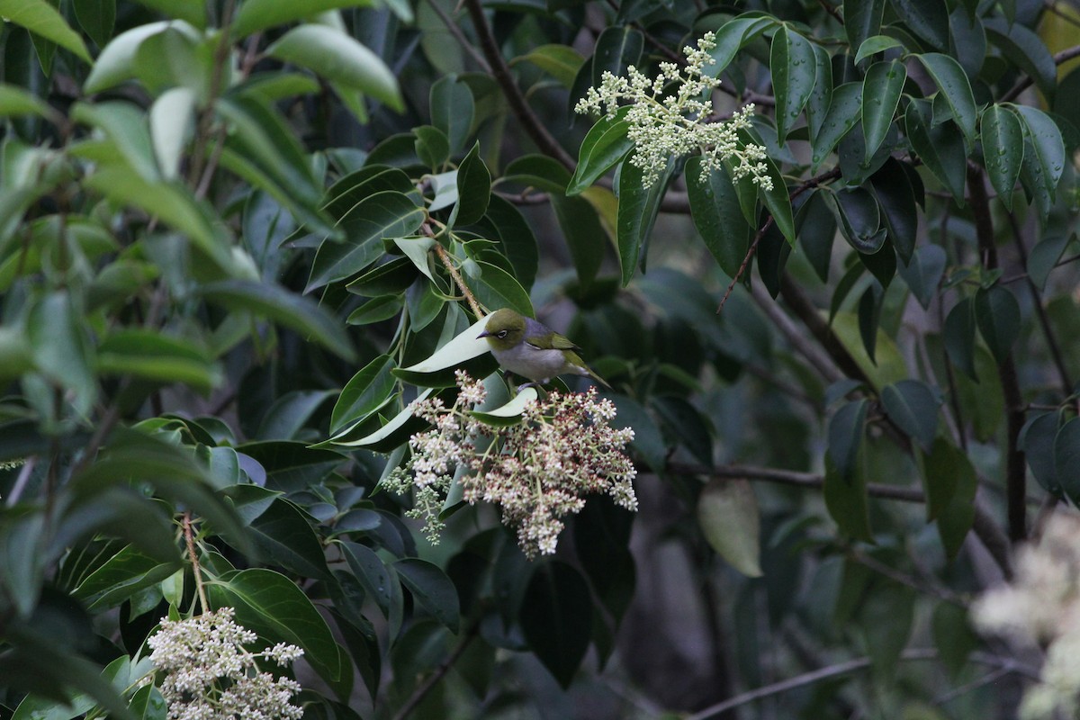 Silvereye - ML646724459