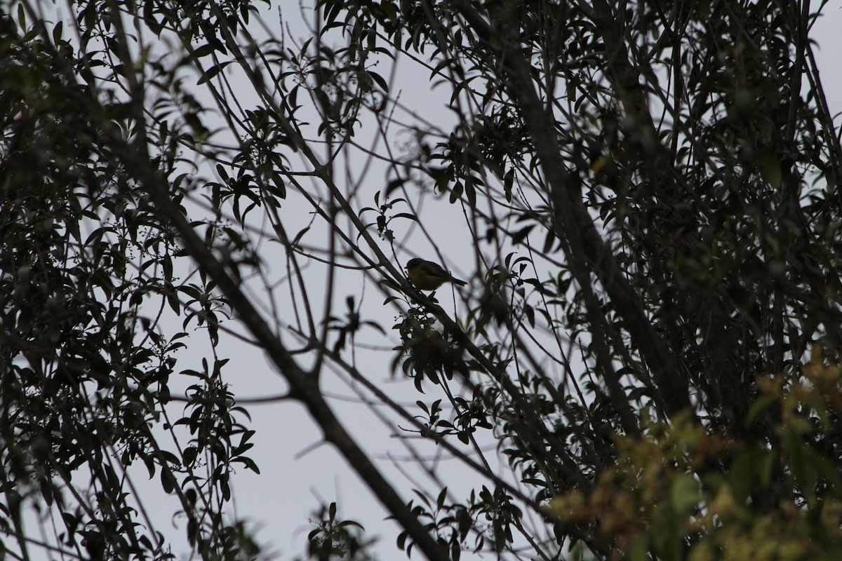 Yellow Thornbill - ML646724460