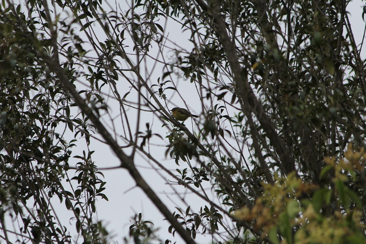 Yellow Thornbill - ML646724461
