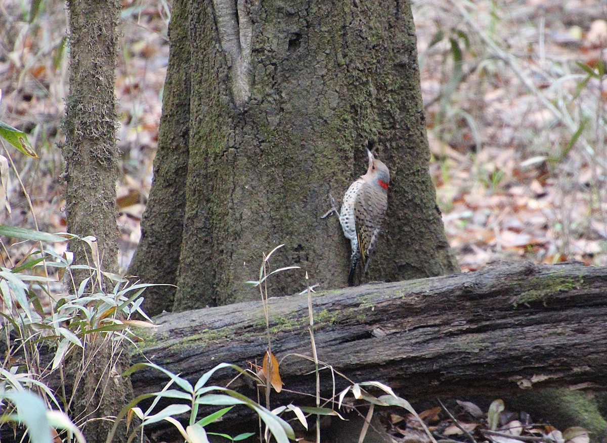 Carpintero Escapulario (Dorado) - ML646724463