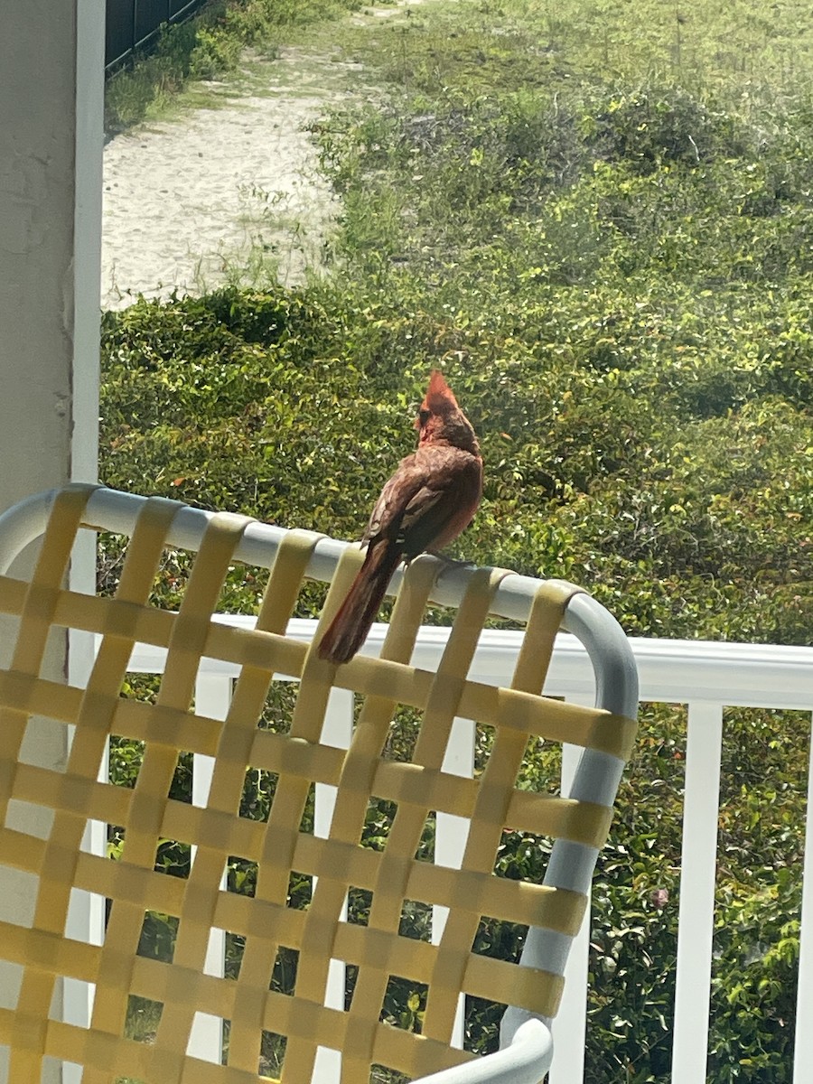 Northern Cardinal - ML646724464