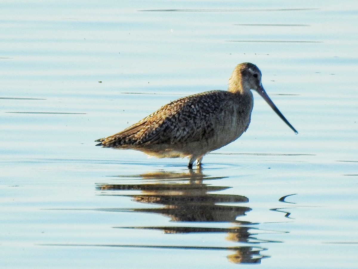 břehouš velký - ML646724469