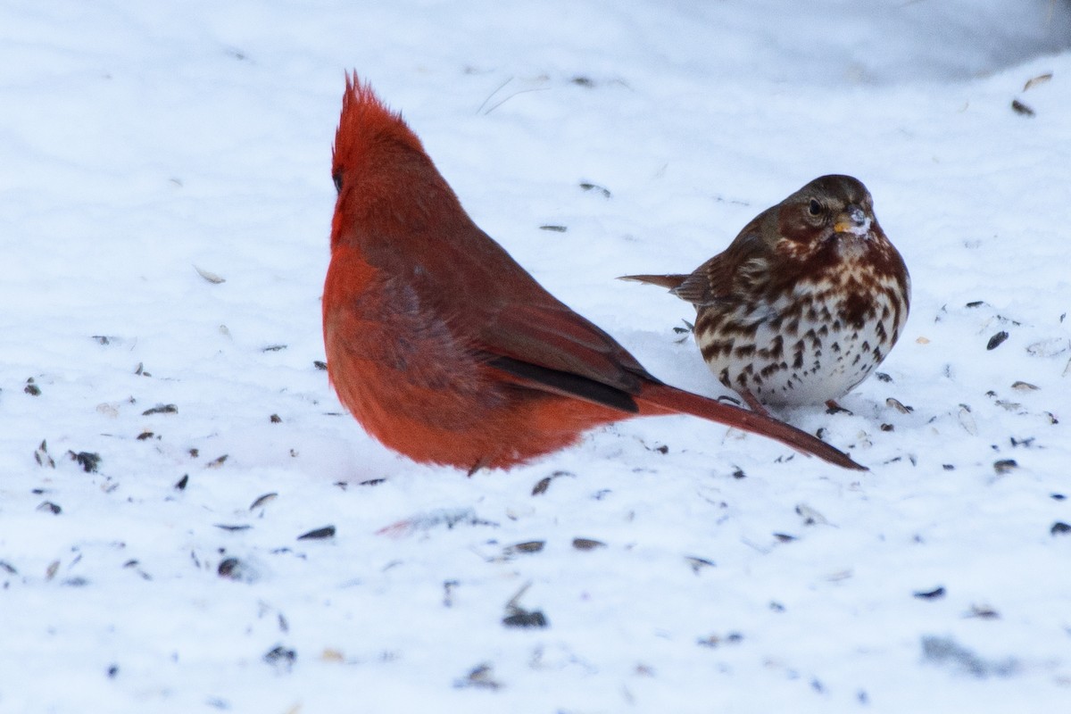 ゴマフスズメ - ML646724470