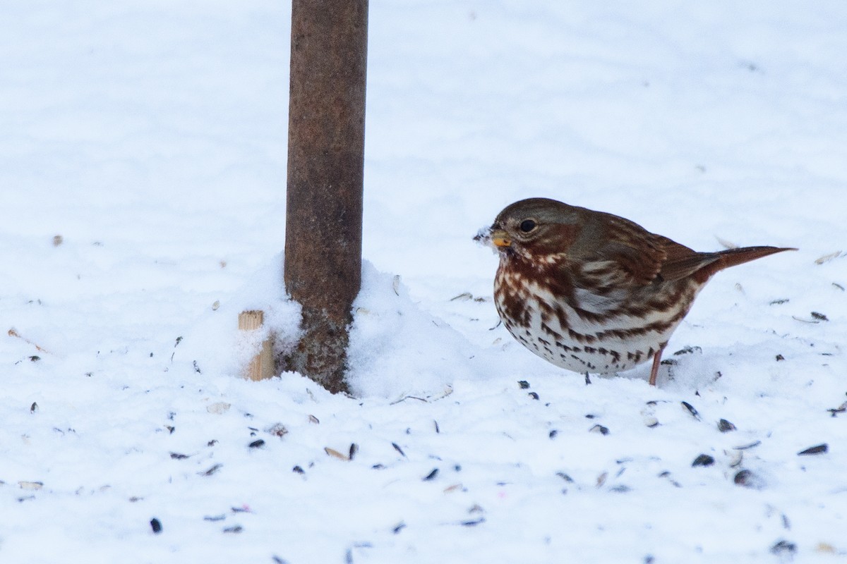 ゴマフスズメ - ML646724471