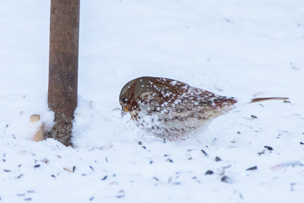 ゴマフスズメ - ML646724472