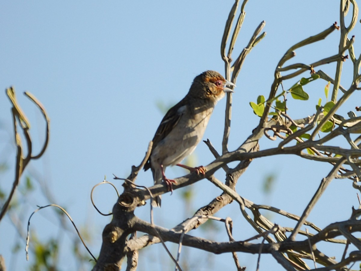 Sakalava Weaver - ML646724473