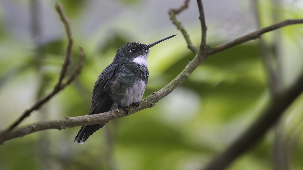 White-throated Hummingbird - ML646724475