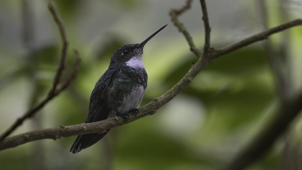 White-throated Hummingbird - ML646724476